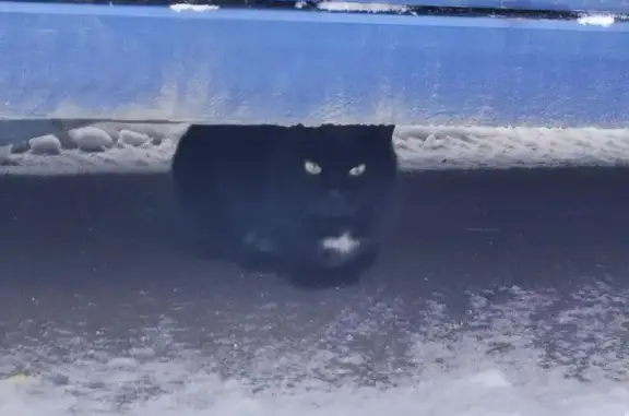 Найден кот: Татищева 256, Челябинск