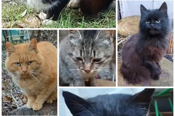 Спасите 7 кошек в СНТ Краснознаменск!