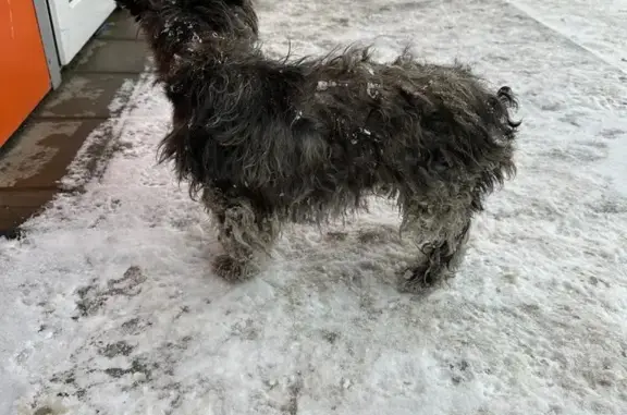 Найдена собака у Фрегата, Брянск