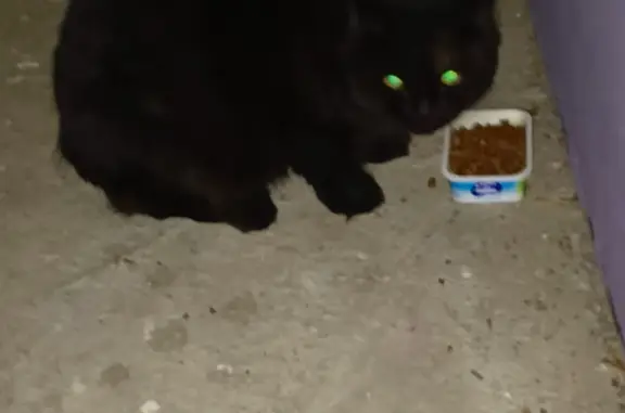 Черный кот найден: Сибирская ул., Нск