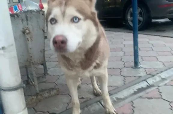 Найден хаски на Неждановой, 21, Волгоград