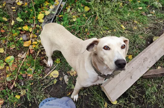 Найдена собака на ул. Ленина, Синявское