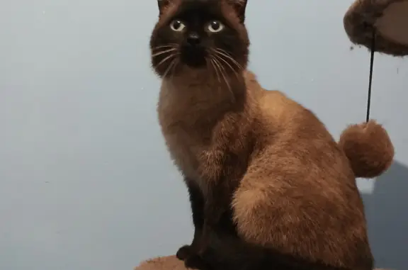 Найден тайский кот: Солнечная Поляна, 99Б