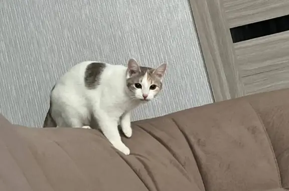 Пропала кошка: ул. Чапаева, 41, Суходол