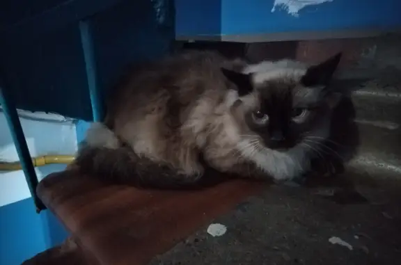 Найдена кошка: Волгоградская 10, Оренбург