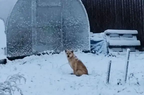 Замерзающая собака в Кипенском