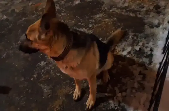 Найдена собака: Моск. проспект, 147А