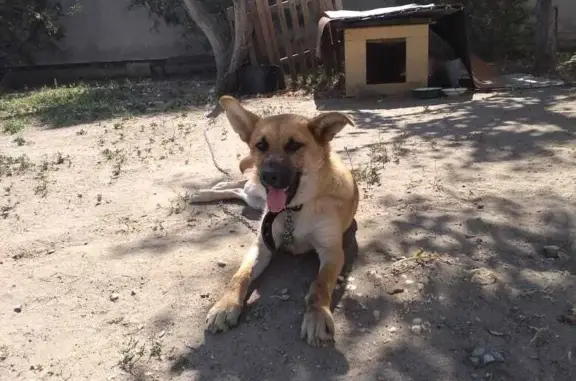 Объявления о пропавших и найденных животных, Волгоград, фото: Пропала собака: Дегтярёва, 18, Волгоград