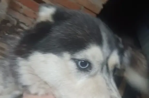 Найденные животные Ростов-на-Дону, фото: Найдена хаски: Украинская ул., 87А/112