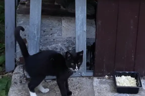 Кошка с котятами ул. Гайдара, 7А