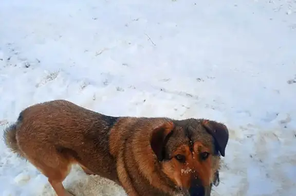 Найдена собака в д. Кострово, Истра