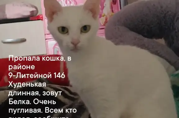 Пропала кошка Белка, 9-я Литейная, 144