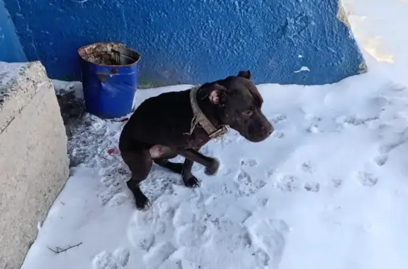 Найдена собака: Центральная ул., Рыбалово