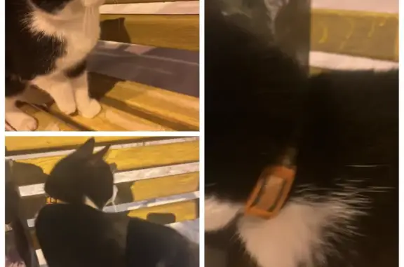 Найдена кошка на Шатова, Хабаровск