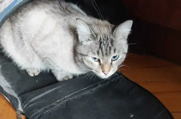Найдена кошка в Октябрьском, Башкирия