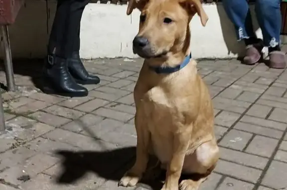 Найден щенок на Гагарина, 67А, Сочи
