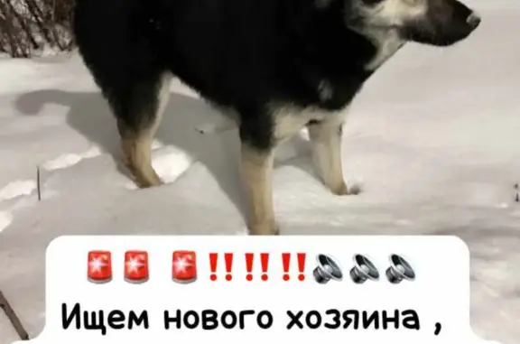 Найдена собака: 2-я Поселковая, 16, Омск