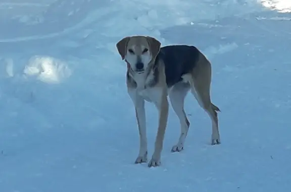 Найдена собака, Заводская ул., Верхошижемье