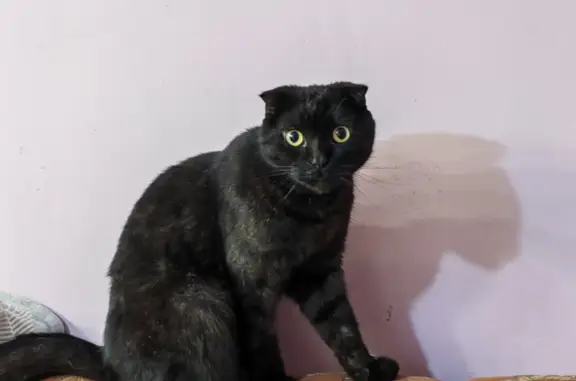 Пропал кот Кузя: Серафимовича, 16