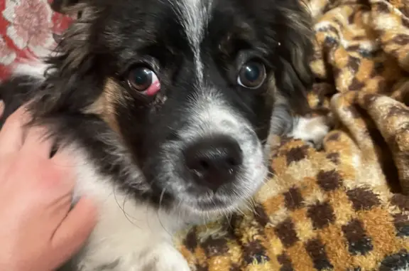 Объявления о пропавших и найденных животных, Калининград, фото: Найден пекинес: Центр. пл., Калининград