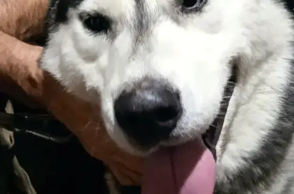 Найденные животные Ростов-на-Дону, фото: Найдена собака, Чистопольская 2, Ростов