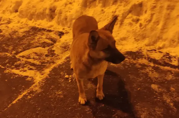 Найдена собака: Душинская ул., Лефортово
