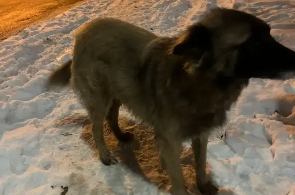 Найдена собака на Горького, 170