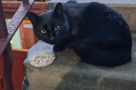 Чёрный кот найден: ул. Подвойского, 50 к3