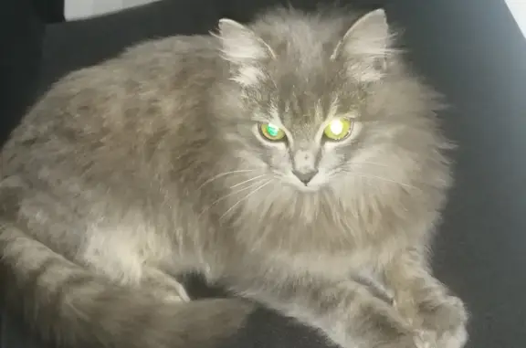 Найден домашний кот: Харьковская, 15А
