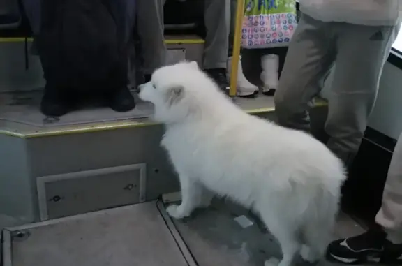 Найдена собака в автобусе N5, Красноярск