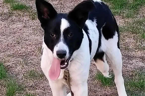 Собаки потеряшки, Волгоград, фото: Потеряшка собака Луша, ул. Кубанская, Волгоград