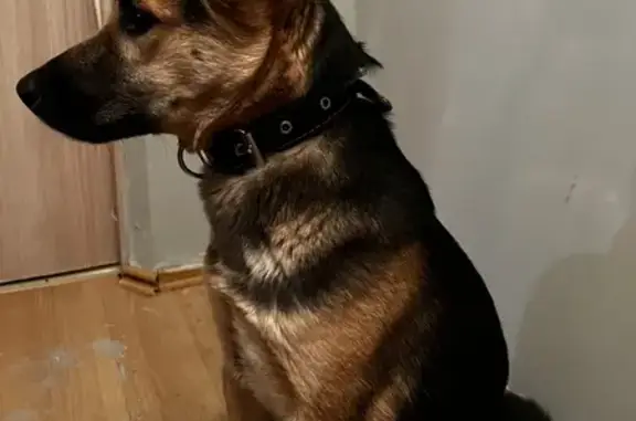 Найдена собака, Санкт-Петербург, фото: Найдена собака-помесь, ул. Лабутина, 16