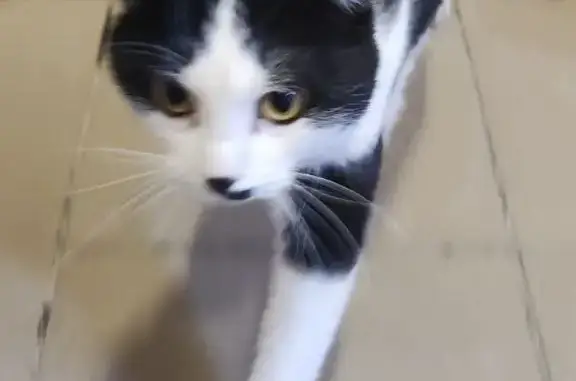Найдена кошка: 18, Звенигород