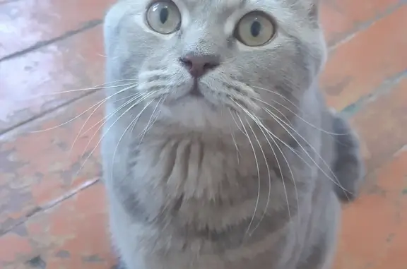 Пропала кошка на Якутова, 28, Ишимбай