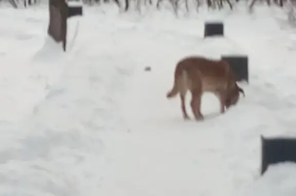 Найден пёс: Озёрная ул., Москва