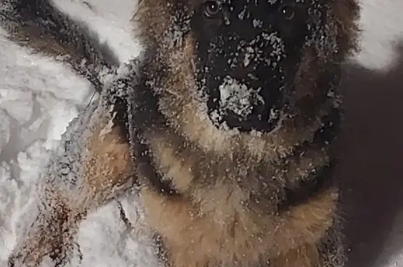 Собаки потеряшки, Санкт-Петербург, фото: Потеряшка собака, Заводская ул., 89046116156