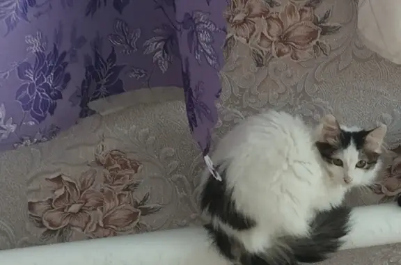 Пропала кошка в Бугуруслане