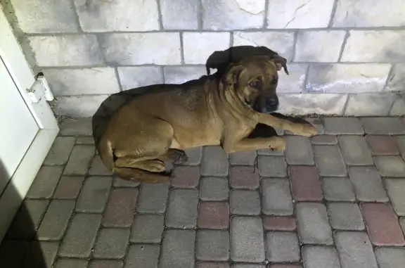 Найдена собака: А-289, Краснодар