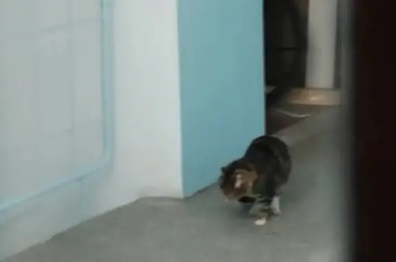 Кошка найдена: ул. Грибоедова, 119
