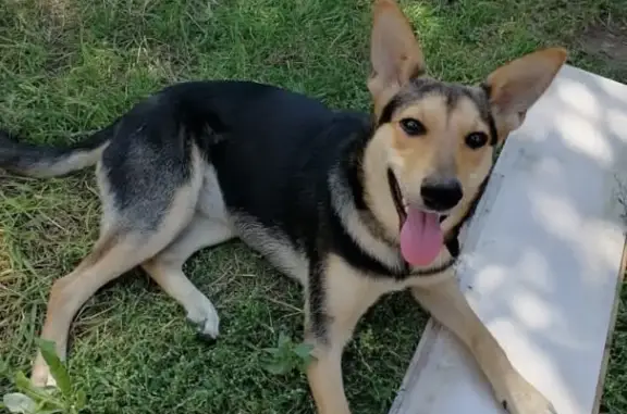 Собаки потеряшки, Волгоград, фото: Потеряшка собака, Елецкая 13, Волгоград