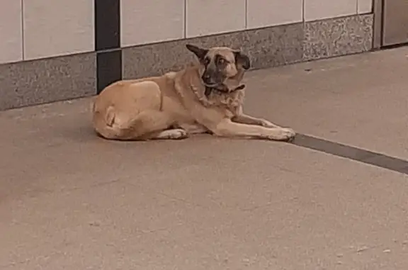 Найдена собака у метро 