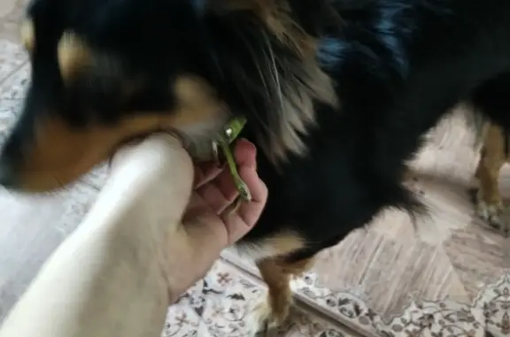 Найдена собака, Новосибирск, фото: Найдена собака, ул. Пархоменко, 90