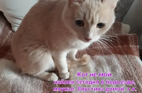 Найдена кошка: Черняховского, 55, Пермь