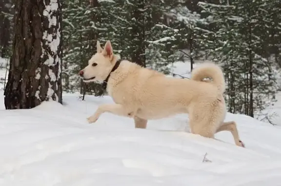 Собаки потеряшки, Ярославль, фото: Потеряшка собака Таймень, Ярославль