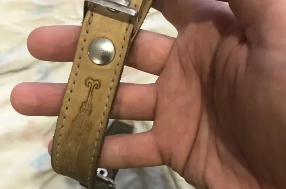 Найденные животные Новосибирск, фото: Найдена собака на Дачной 25/2, Нск