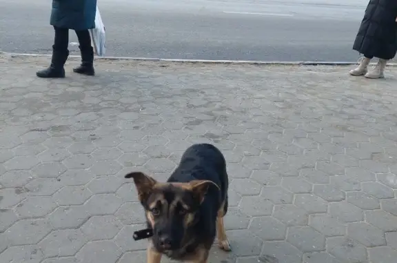 Найдена собака, Ленинский пр-т, 68