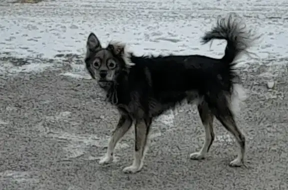 Найдена собака в Аннинском