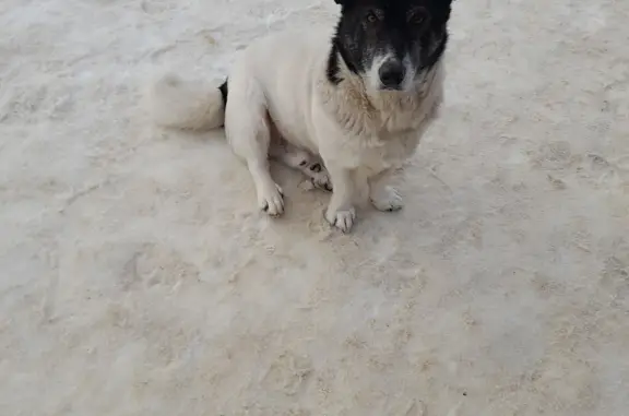 Найдена собака на Мичуринской, Тамбов
