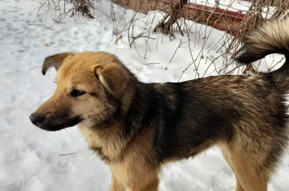 Найдена собачка-лисичка на Мичуринской