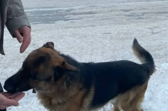 Найдена собака у ТЦ ПЛАНЕТА, Пермь